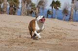 AMSTAFF ADULT 188